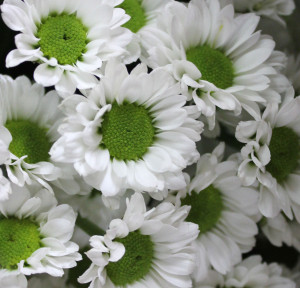 White green centre