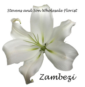 Zambezi