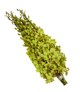 26-DEN JADE (JD)