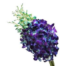 Blue Bom