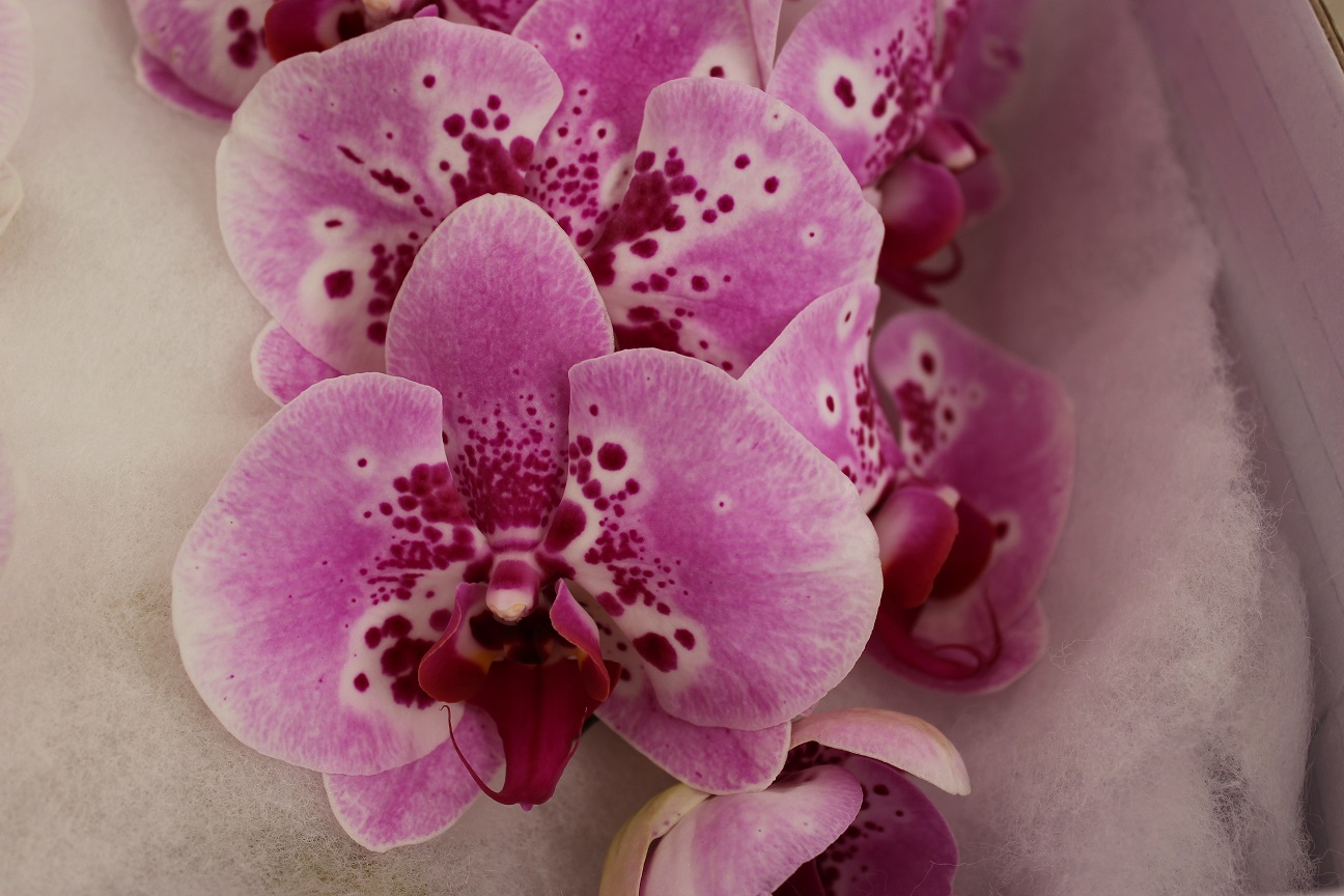 Phalaenopsis Orchid Stevens and Son Wholesale Florist