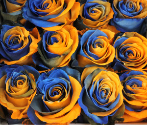 Broncos Roses