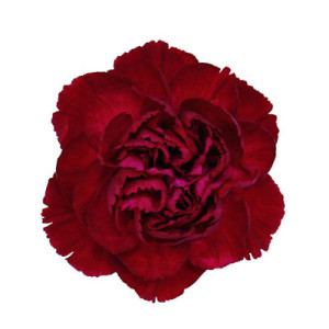 Crimson Tempo