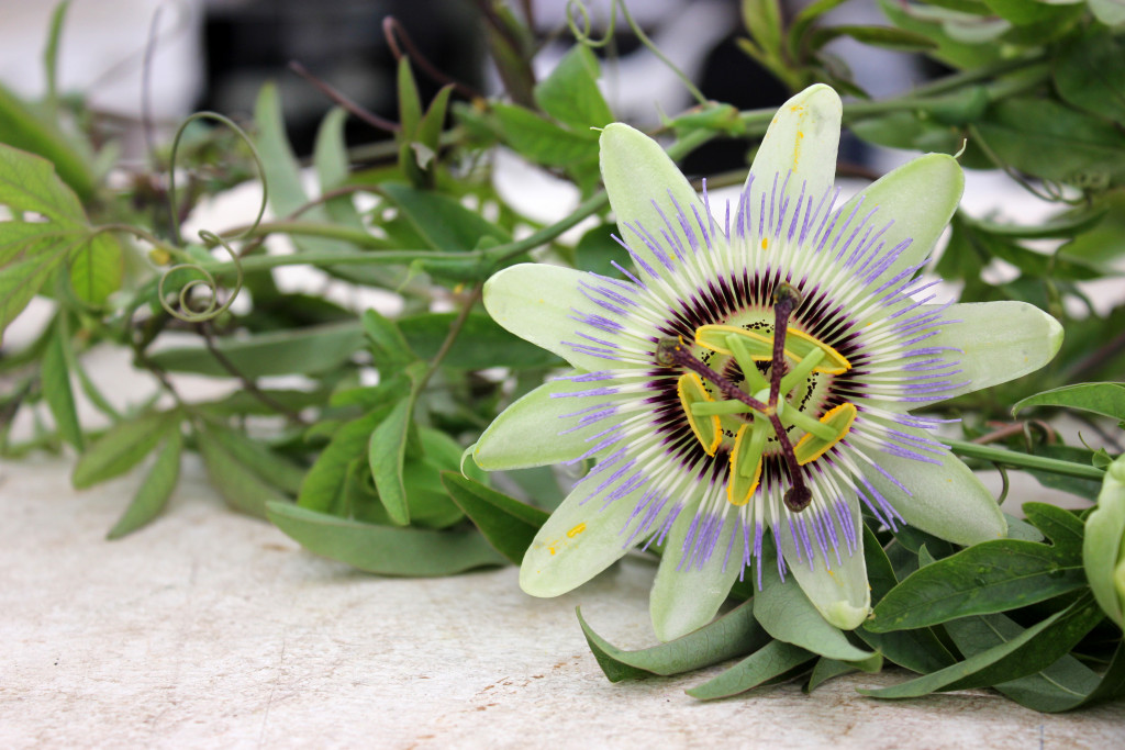 Passion Vine Flower