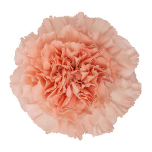 Light Pink Candy