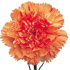 Orange Carnation