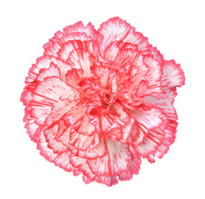 bicolor