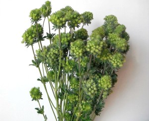 eRYNGIUM GREEN MAGICAL