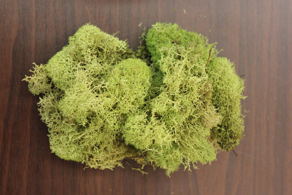 Reindeer Moss - Basil - Photo Credit Allison Linder