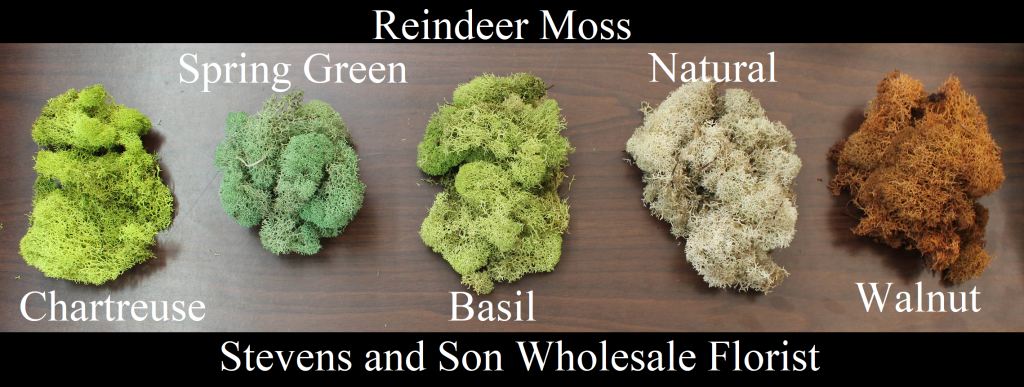 Reindeer Moss - Group - Photo Credit Allison Linder©