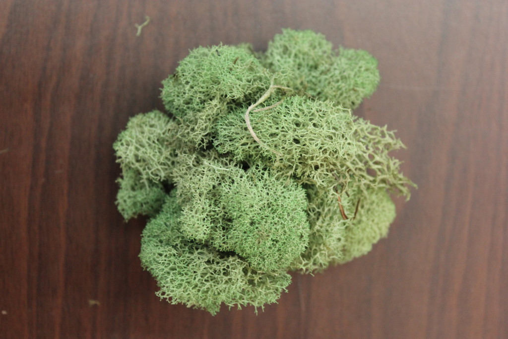 Reindeer Moss - Spring Green - Photo Credit Allison Linder