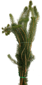Curly Pine