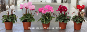cyclamen-1