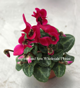 cyclamen-hot-pink