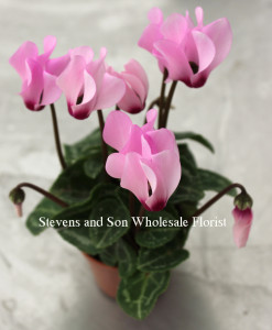 cyclamen-light-pink
