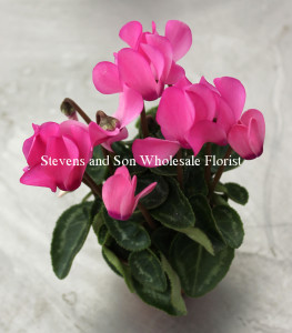 cyclamen-pink