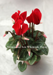 cyclamen-red