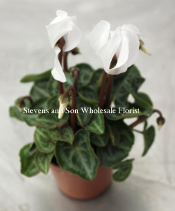 cyclamen-white
