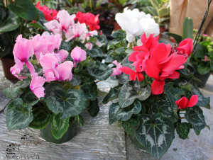 Cyclamen copy