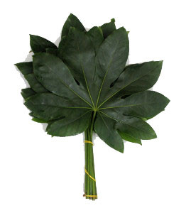 Fatsia-Japonica-Green-262x300 copy