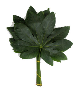 Fatsia Japonica - Green