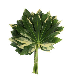 Fatsia-Japonica-Variegated-264x300 copy