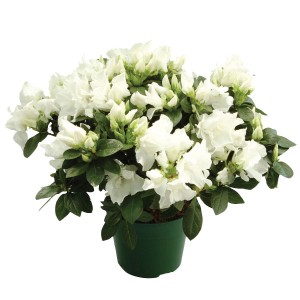 azaleas