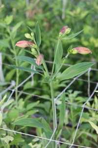 Allison Linder Freesia 2