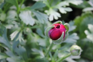 Allison Linder Ranunculus Photo 3