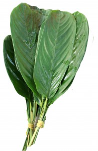Calethea - Ginny