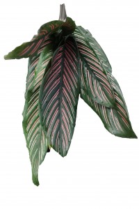 Calethea Leaves Pink Roseo