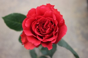 Mayra Citrus 2