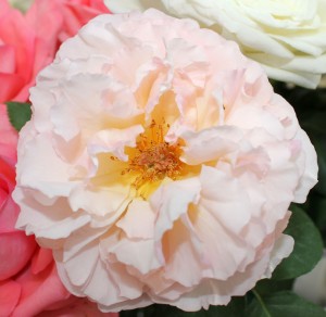 Princess Charlene