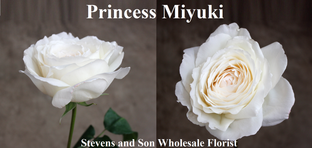 Princess Miyuki Photo Credit Allison Linder