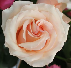 Sweet Perfumella