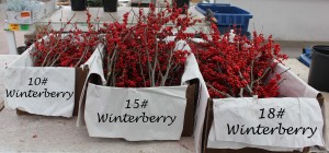 Wintberry Group 10# 15# 18#
