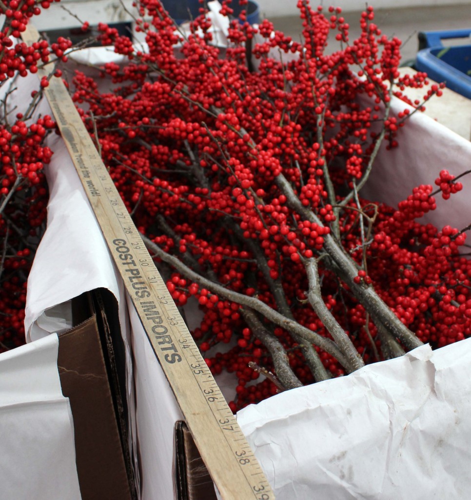 Wintberry Measures Large