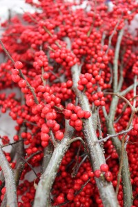 Winterberry Detail 2