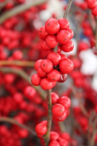 Winterberry Detail 3