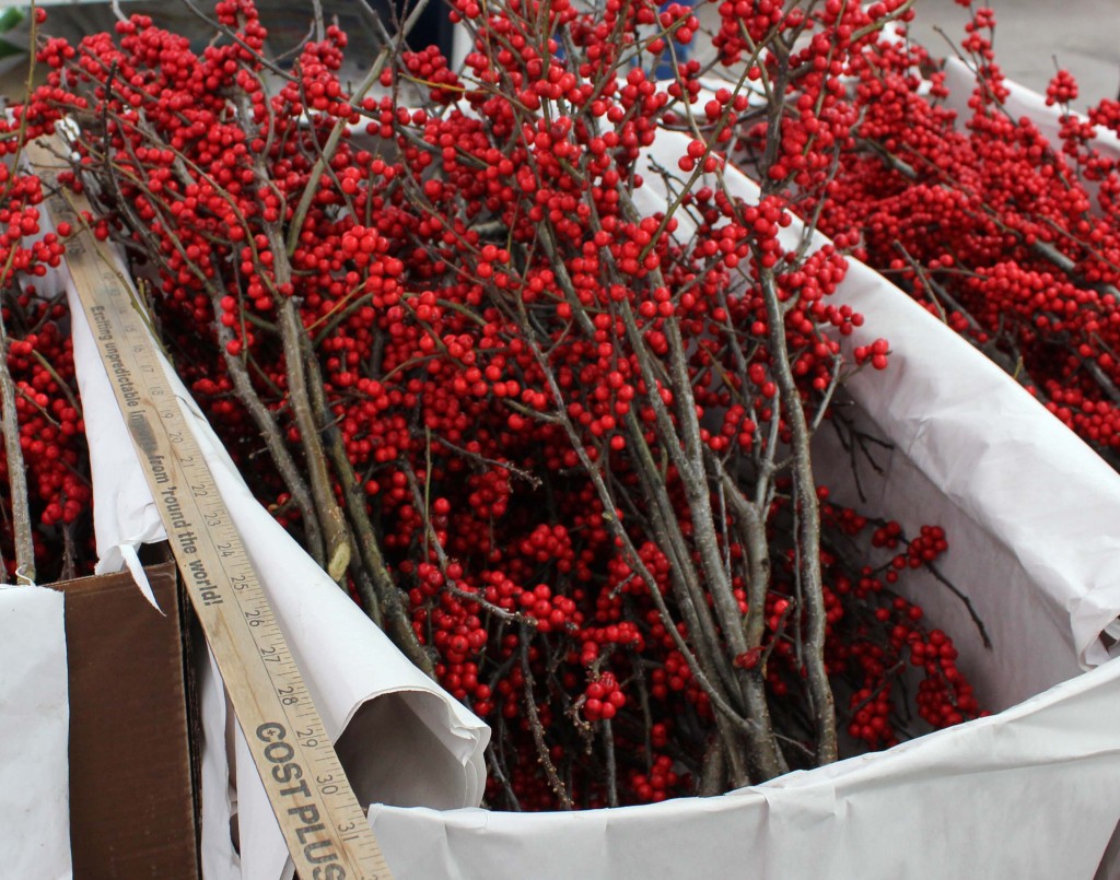 Winterberry Measured Medium