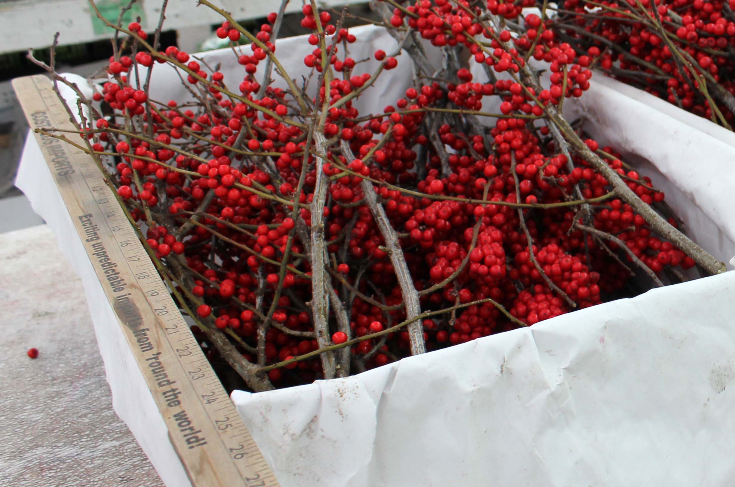 Winterberry Branches, 18-24, 10 Bundles