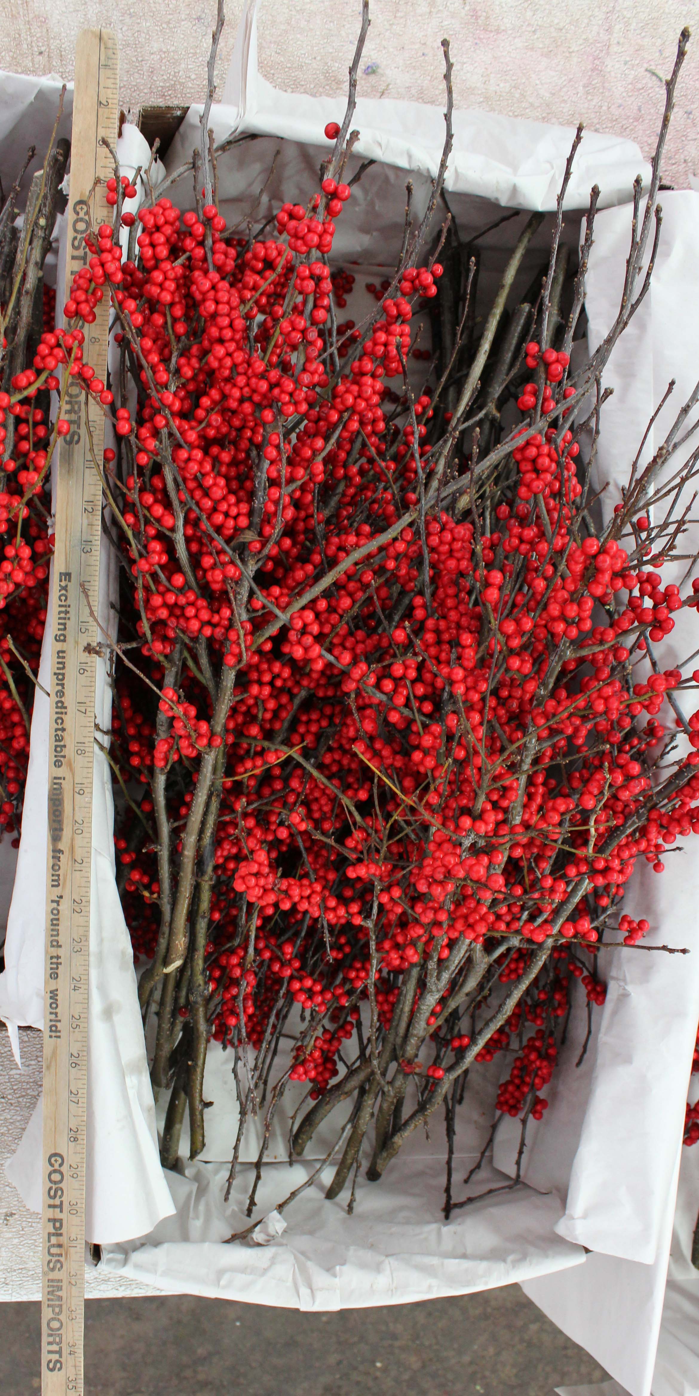 Winterberry Branches, 12 Bunches, 14-22