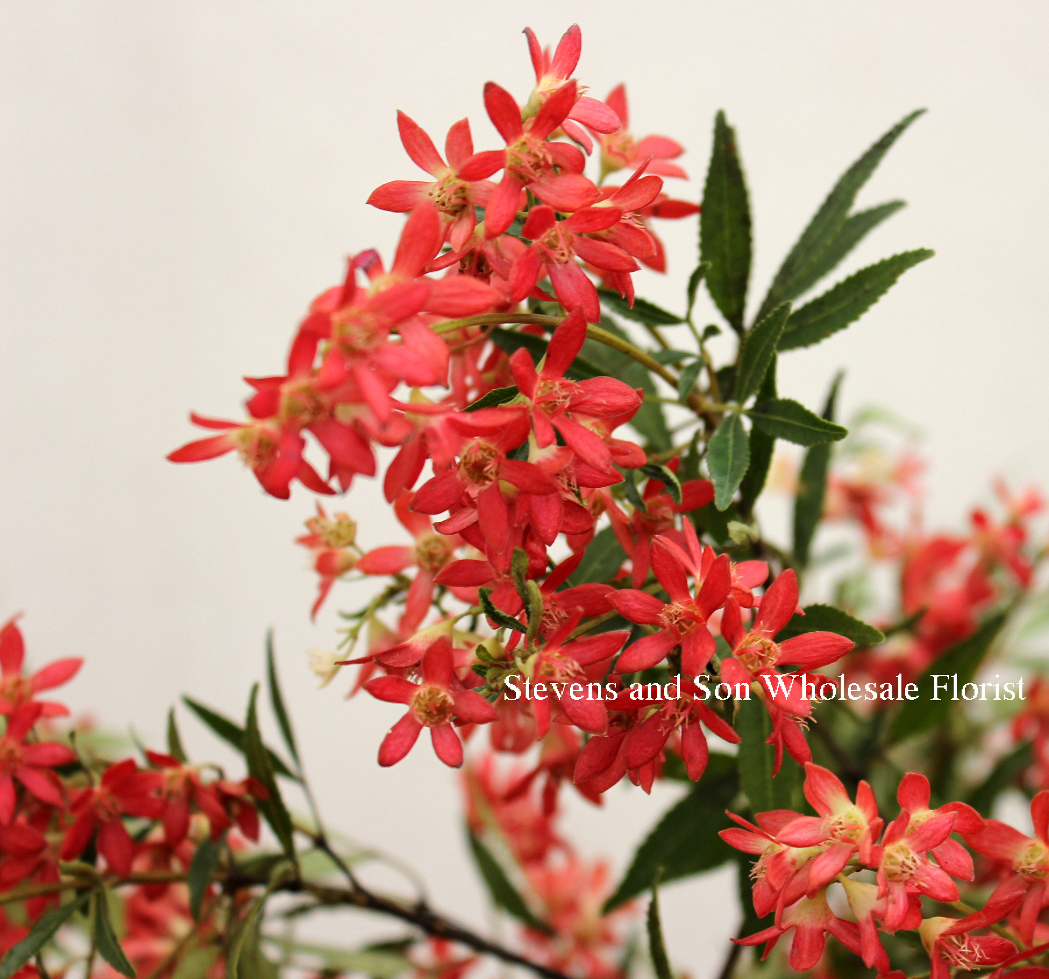 Christmas Bush | Stevens and Son Wholesale Florist
