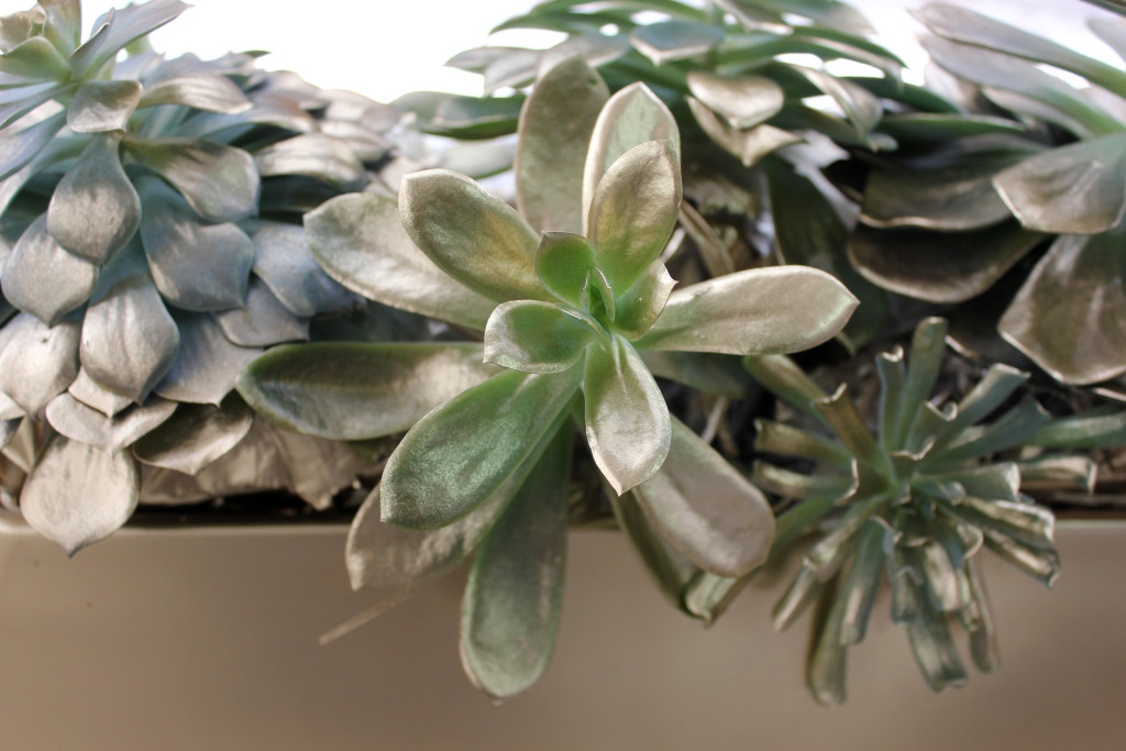 detail-1-teresas-festive-centerpiece-succulents-photography-by-allison-linder