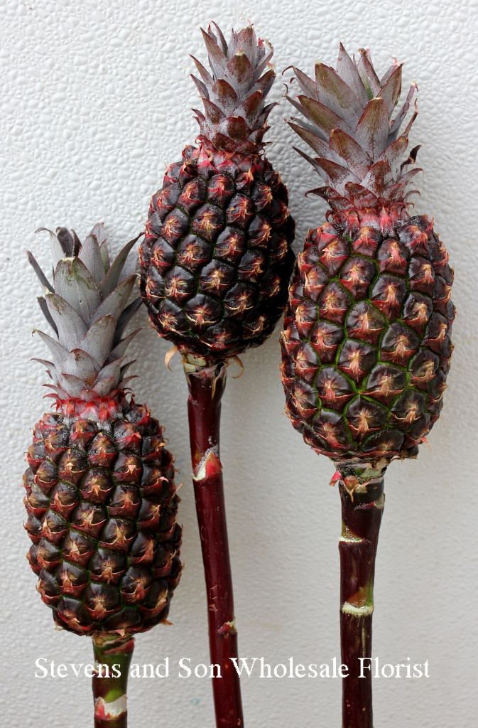 Mini Pineapples Stevens and Son Wholesale Florist