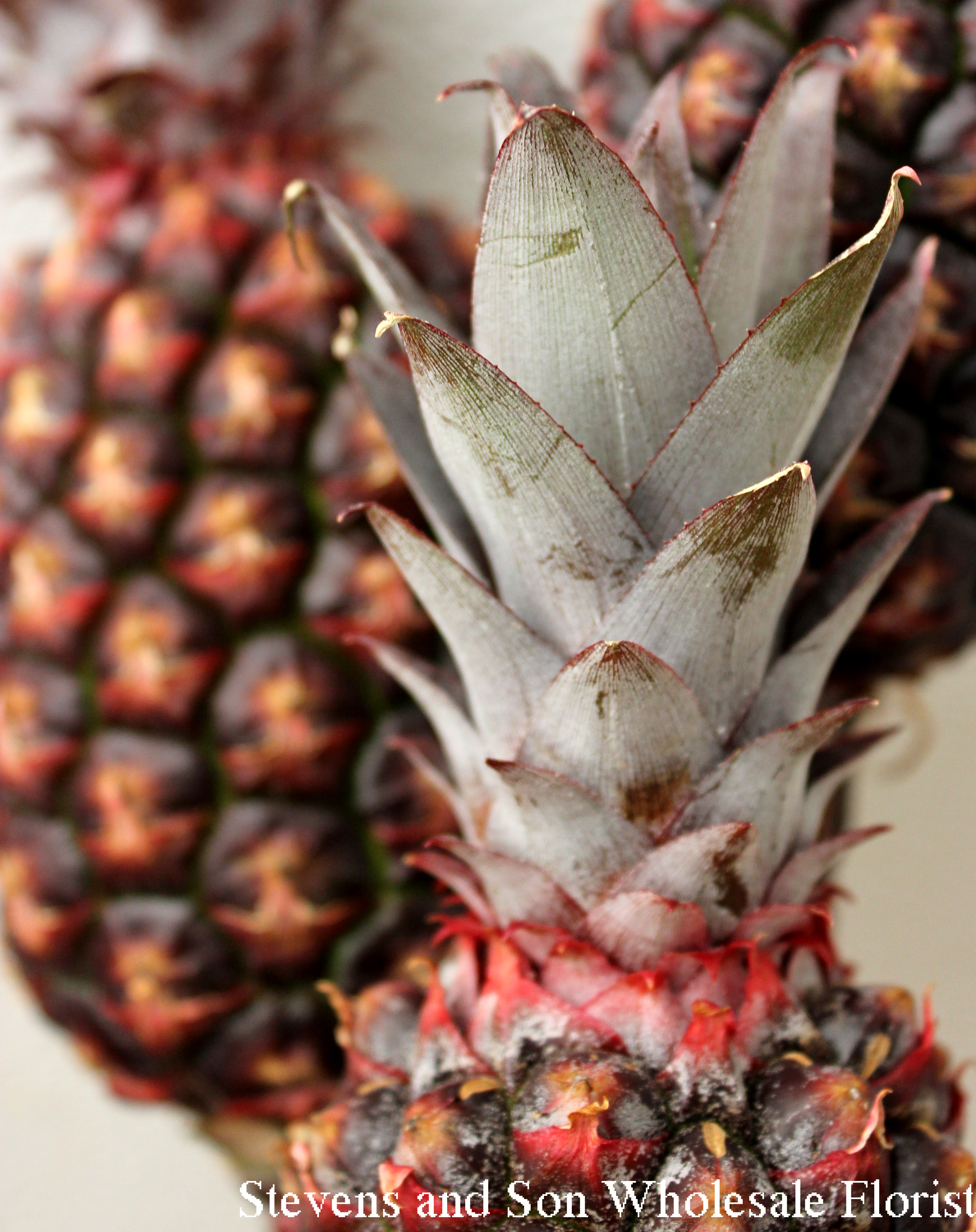 Mini Pineapples Stevens and Son Wholesale Florist
