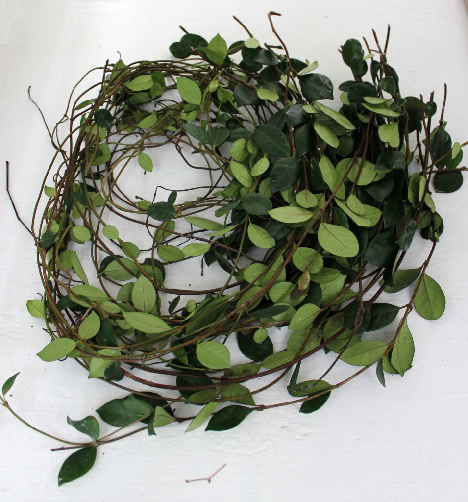Confederate Jasmine 2