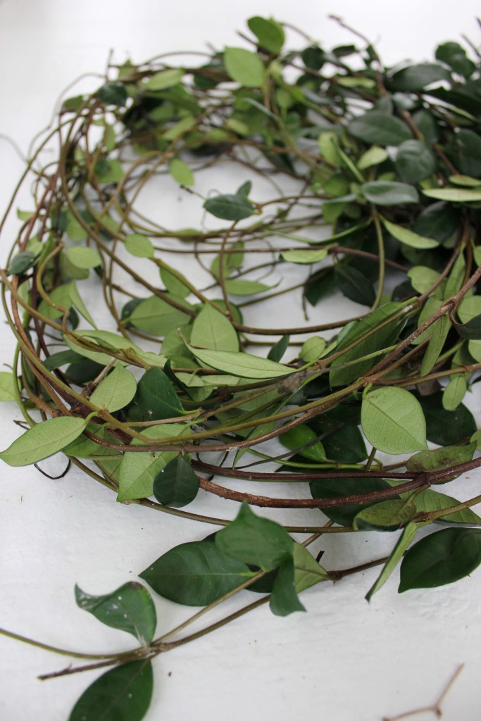 Confederate Jasmine 3