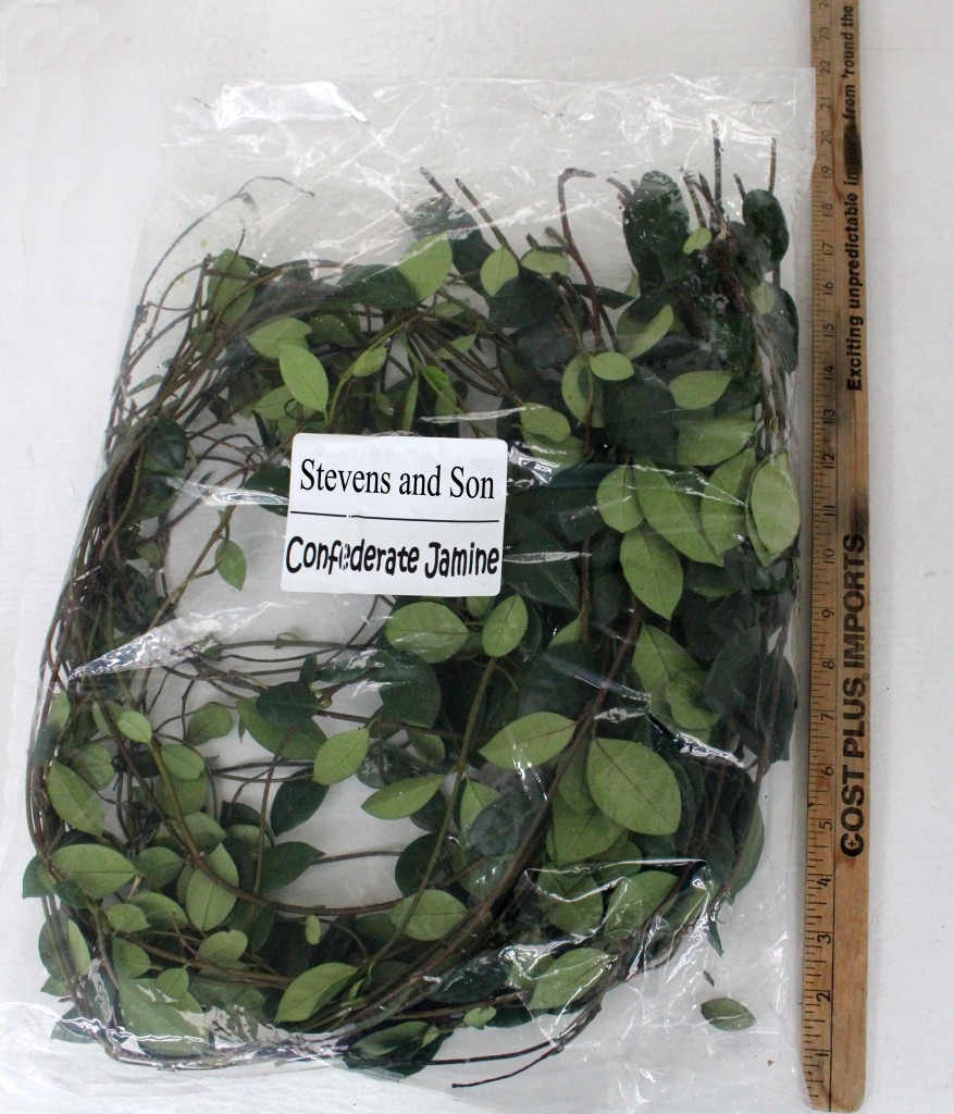 Confederate Jasmine copy