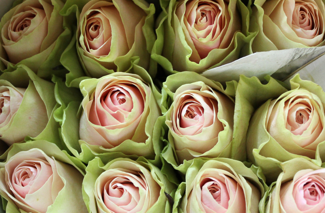 Roses Search By Name | Stevens and Son Wholesale Florist